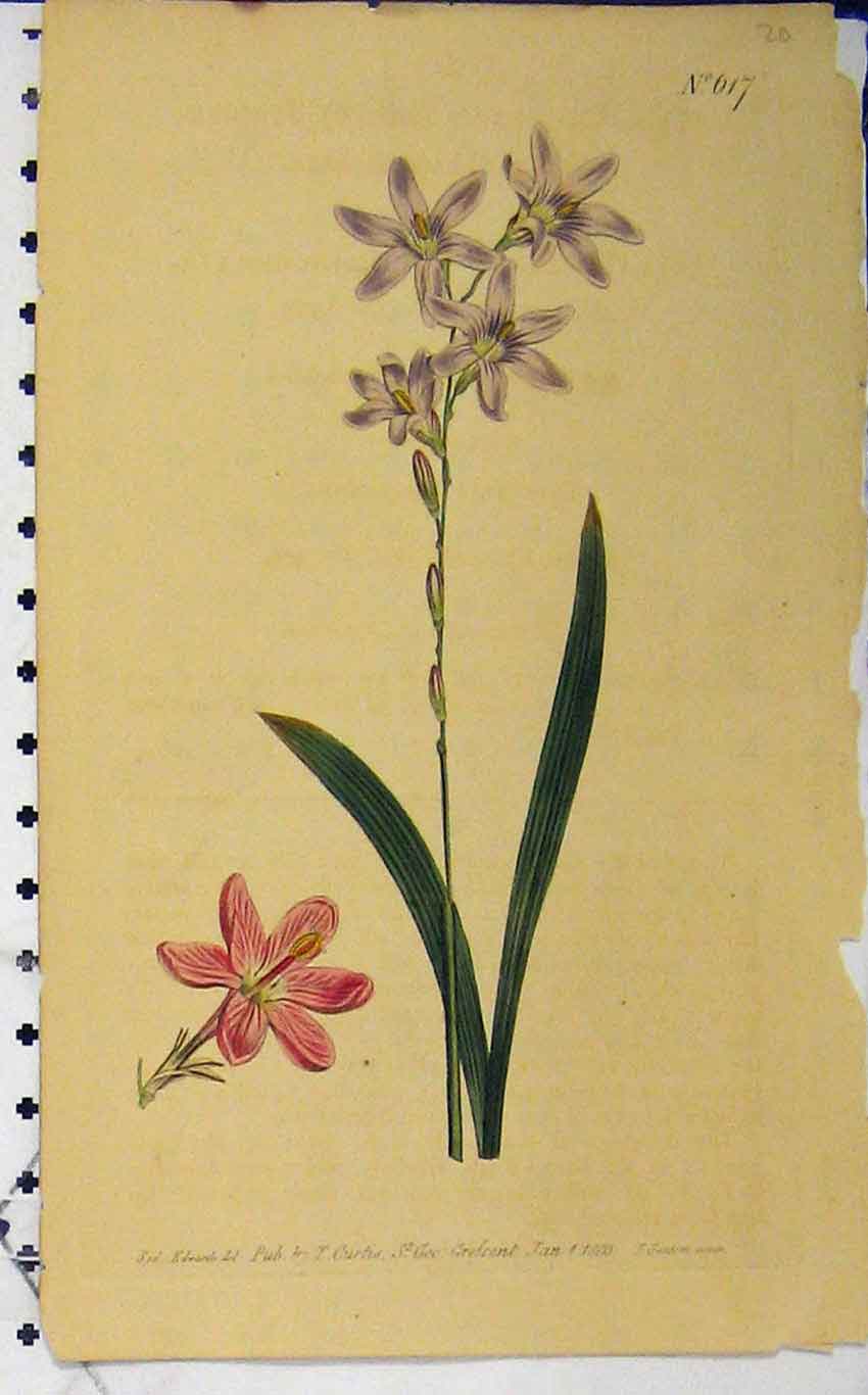 Old Antique Print 1803 Hand Coloured Flower Curtis Edwards Sansom N.617 19th