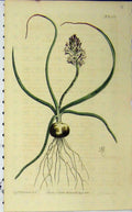 Old Antique Print Hand Coloured Flower 1811 Curtis Sansom Edwards N.1401 19th