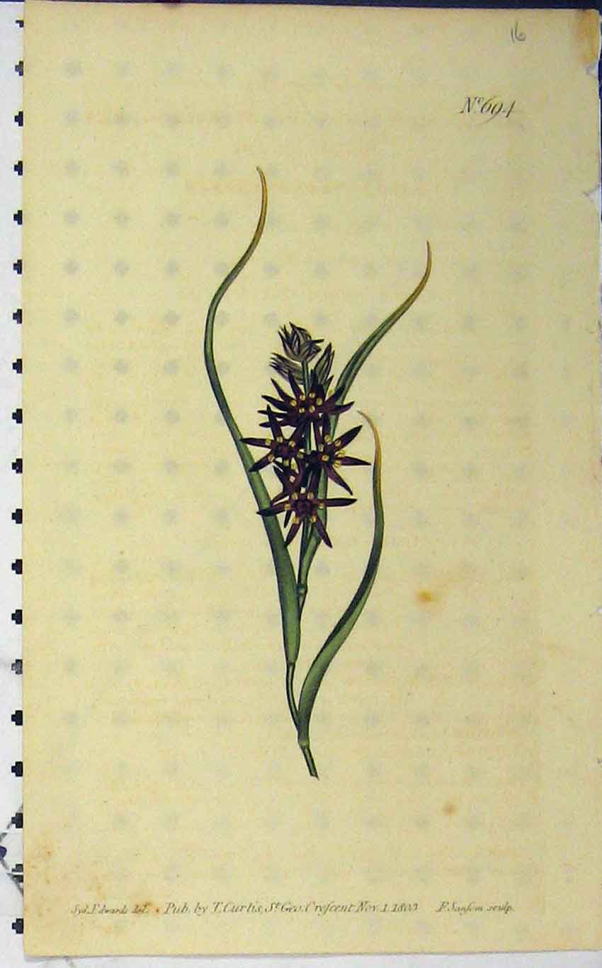 Old Antique Print 1803 Hand Coloured Flower Curtis Edwards Sansom N.694 19th