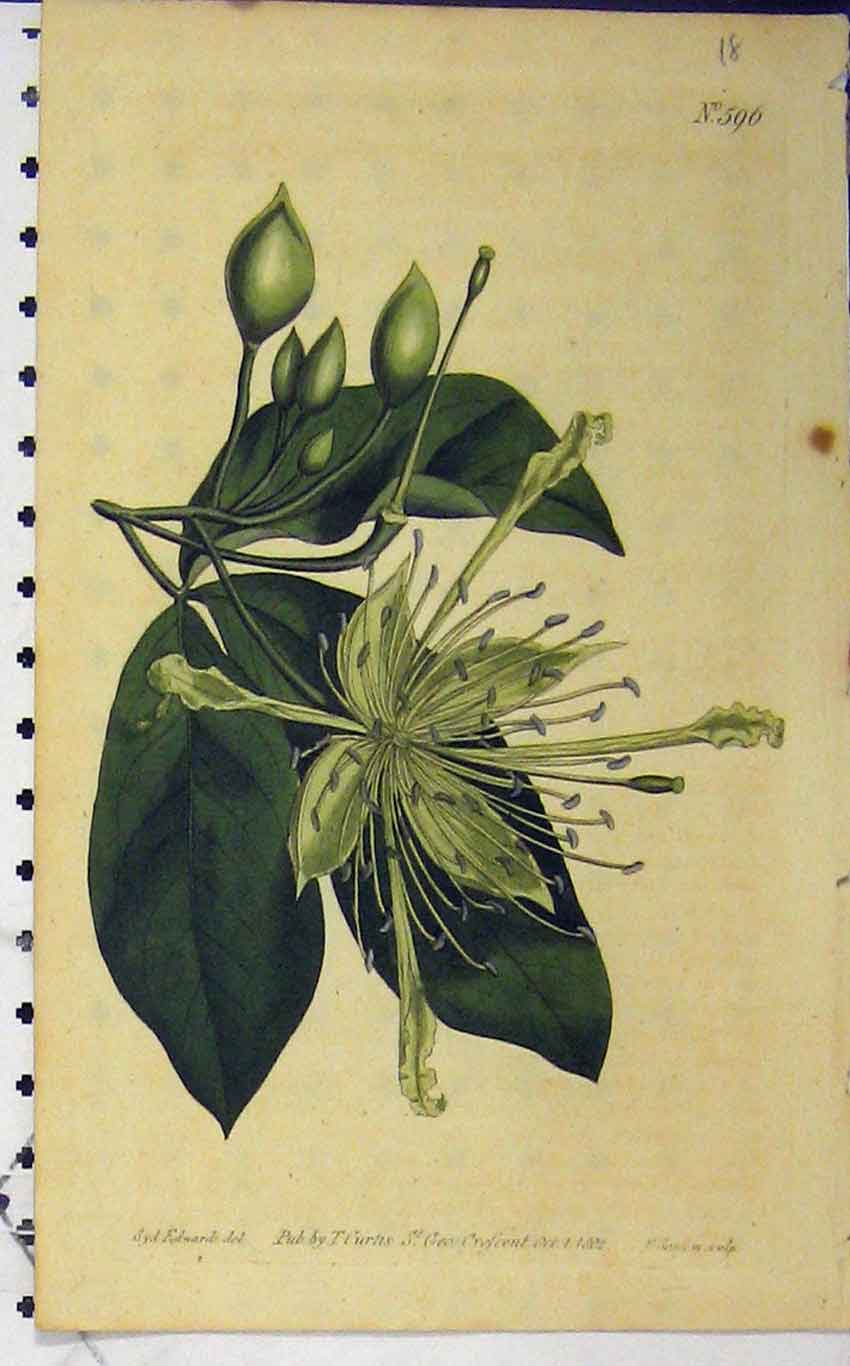 Old Antique Print 1802 Hand Coloured Flower Curtis Edwards Sansom N.596 19th