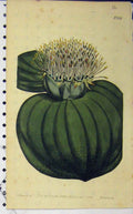 Old Antique Print 1802 Hand Coloured Flower N.559 Sansom Curtis Edwards 19th