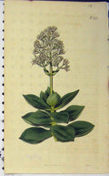 Original Old Antique Print 1813 Hand Coloured Flower Curtis Weddell Plate 1771