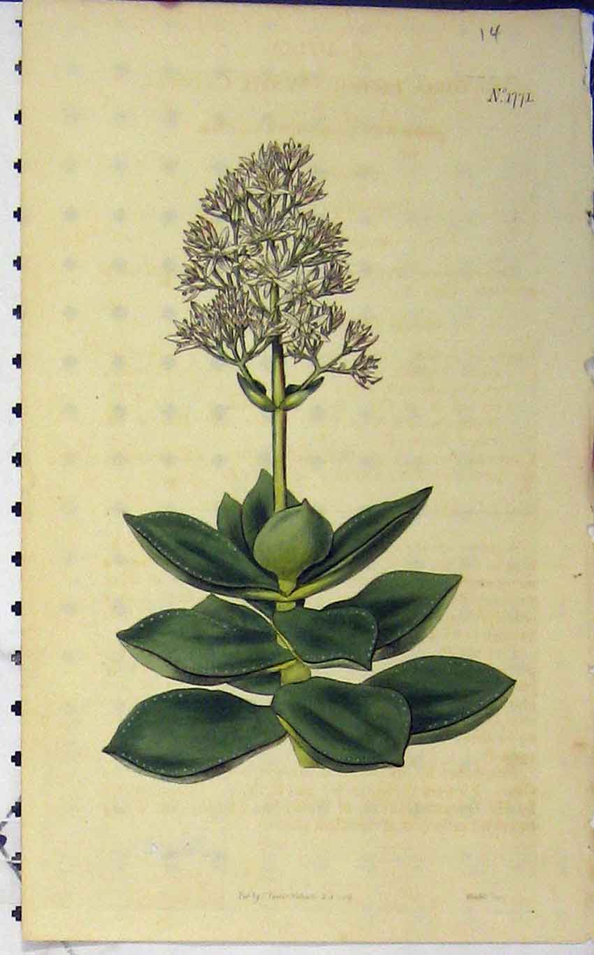 Original Old Antique Print 1813 Hand Coloured Flower Curtis Weddell Plate 1771