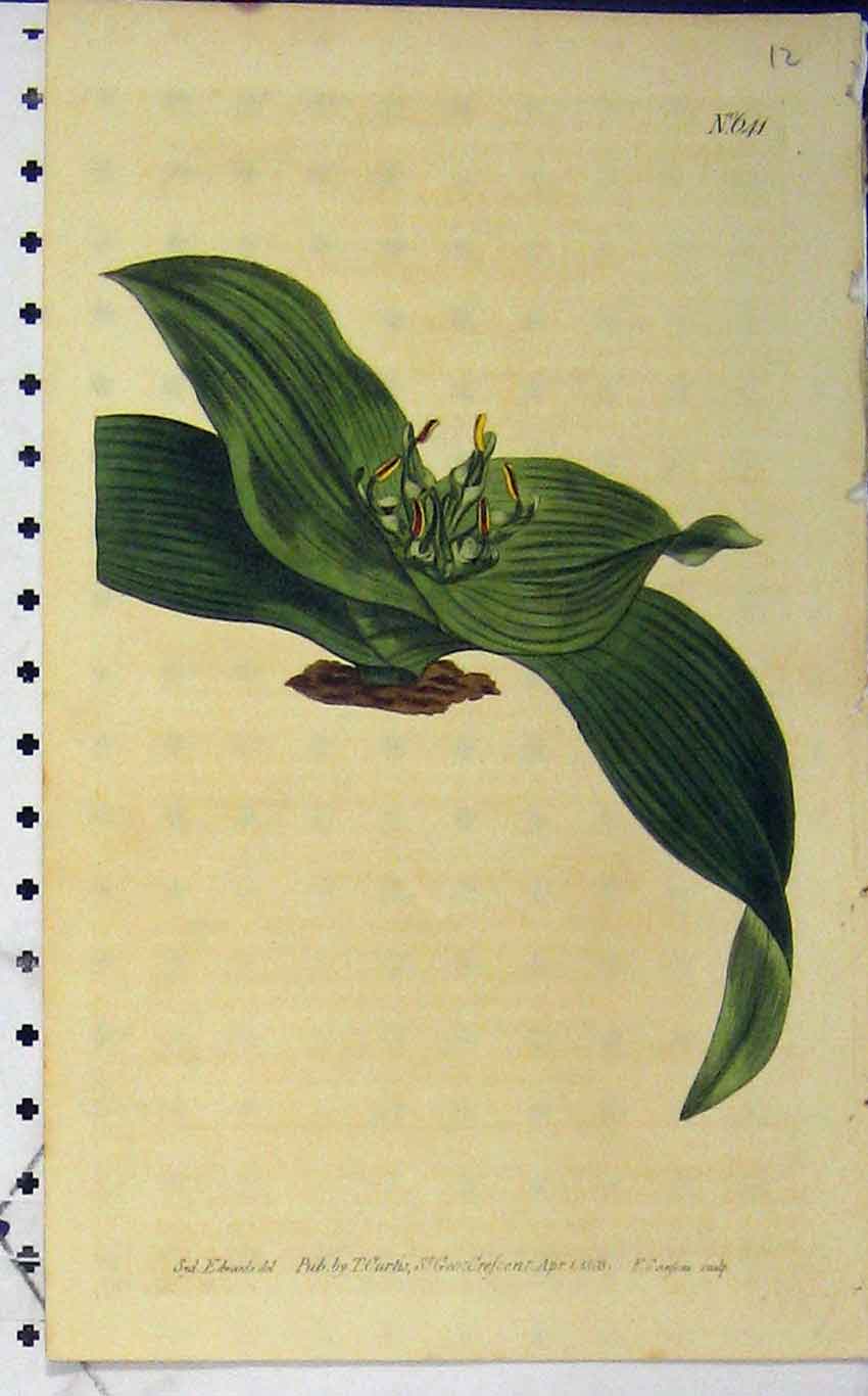 Old Antique Print 1803 Hand Coloured Curtis Flower N.641 Edwards Sansom 19th