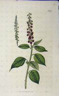 Original Old Antique Print 1815 Hand Coloured Flower Curtis Weddell N.1781 19th
