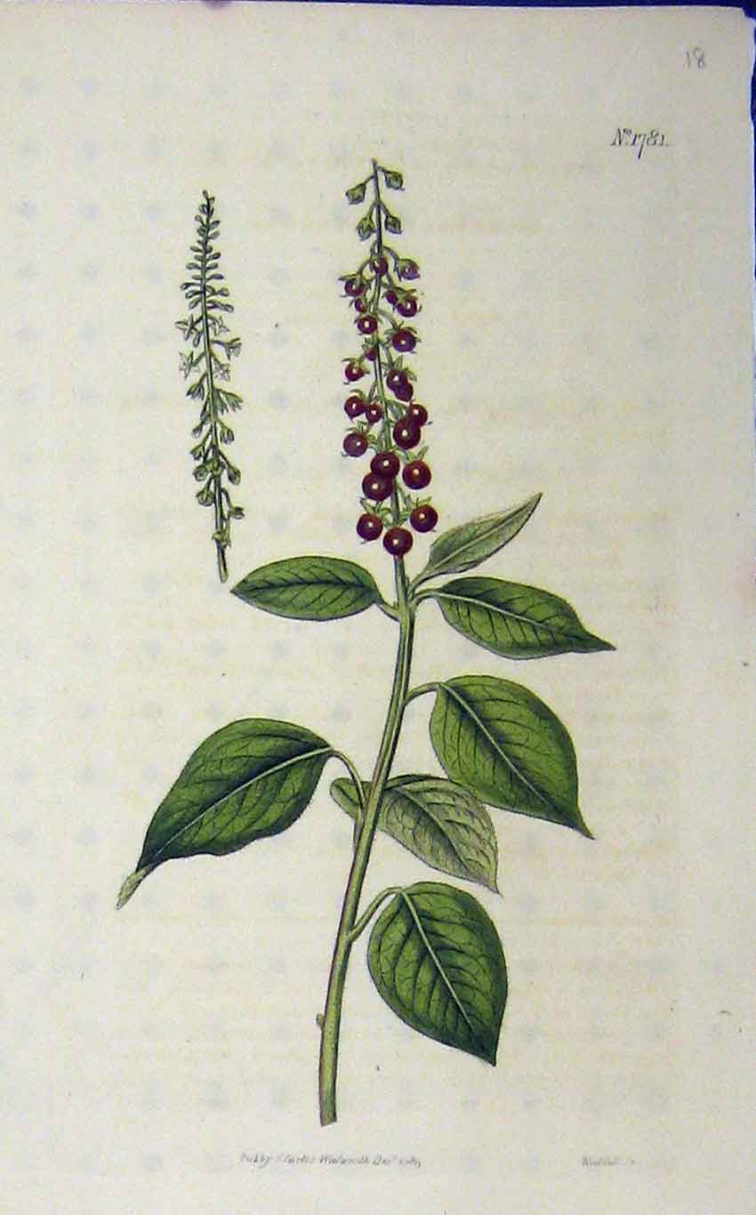 Original Old Antique Print 1815 Hand Coloured Flower Curtis Weddell N.1781 19th