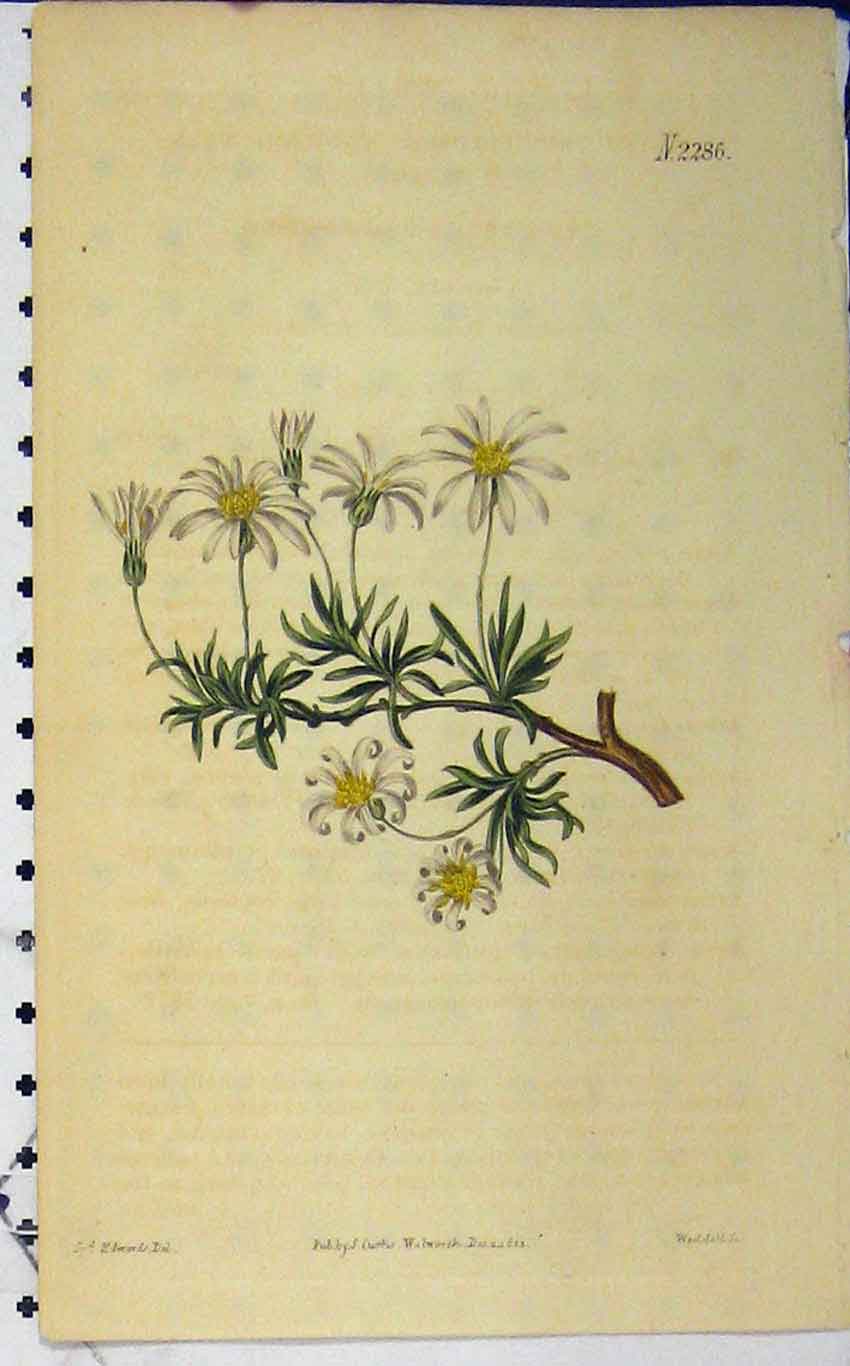 Old Antique Print 1822 Hand Coloured Flower N.2286 Curtis Edwards Weddell 19th