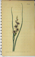 Old Antique Print 1802 Curtis Hand Coloured Flower Edwards Sansom N.558 19th