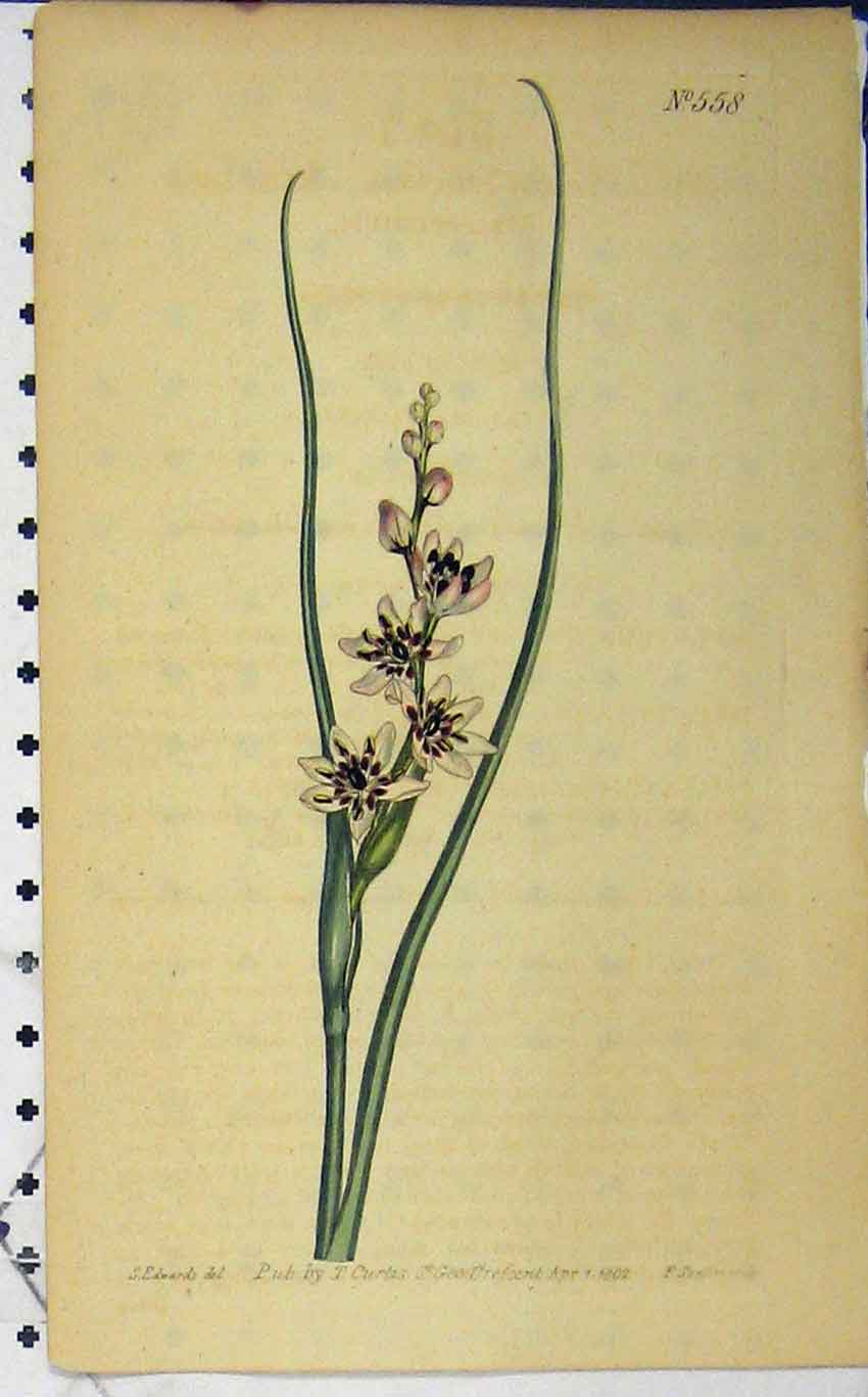 Old Antique Print 1802 Curtis Hand Coloured Flower Edwards Sansom N.558 19th