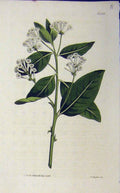 Original Old Antique Print 1845 Hand Coloured Flower Curtis Sansom N.1729 19th