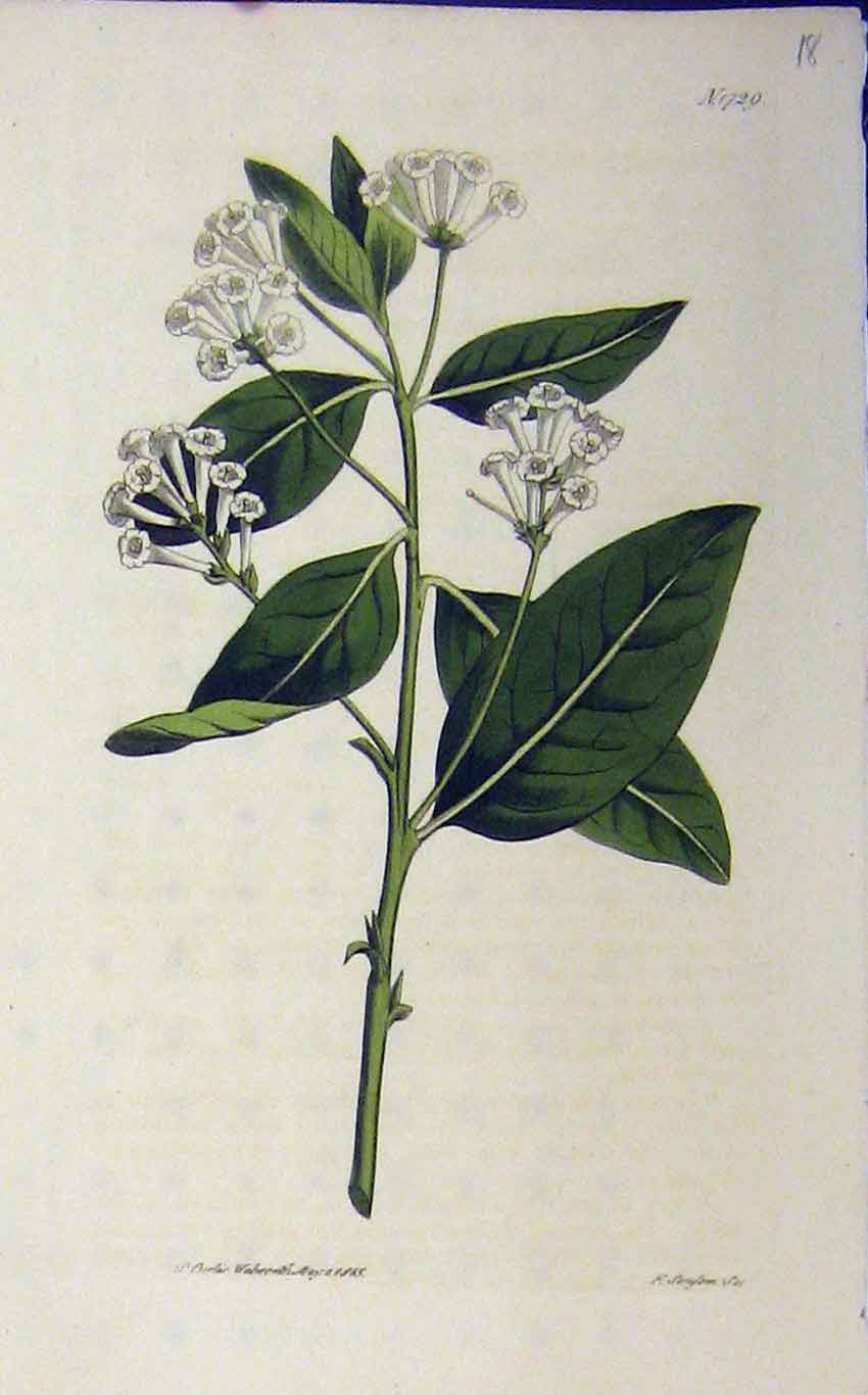 Original Old Antique Print 1845 Hand Coloured Flower Curtis Sansom N.1729 19th