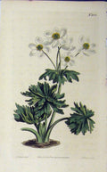 Old Antique Print Hand Coloured Flower N.1120 1808 Curits Sansom Edwards