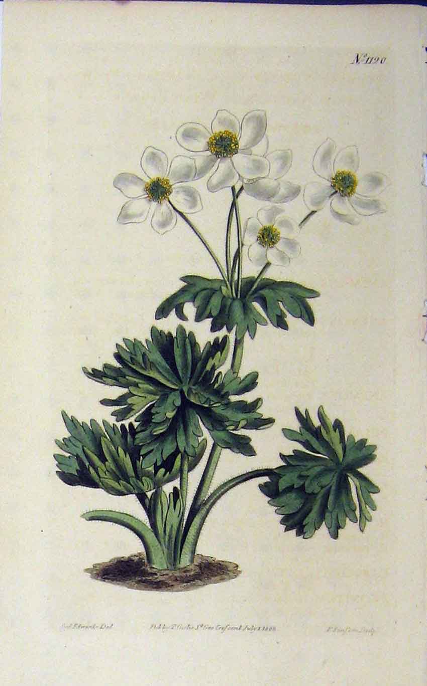 Old Antique Print Hand Coloured Flower N.1120 1808 Curits Sansom Edwards