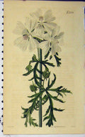 Original Old Antique Print 1822 Hand Coloured Flower Weddell Curtis N.2298 19th