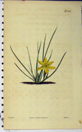 Original Old Antique Print Curtis Hand Coloured Flower 1822 Weddell N.2313 19th
