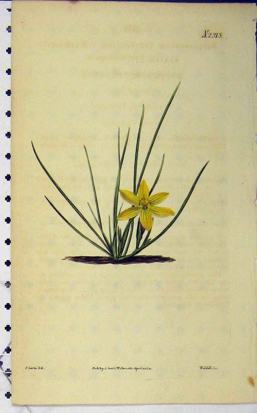 Original Old Antique Print Curtis Hand Coloured Flower 1822 Weddell N.2313 19th