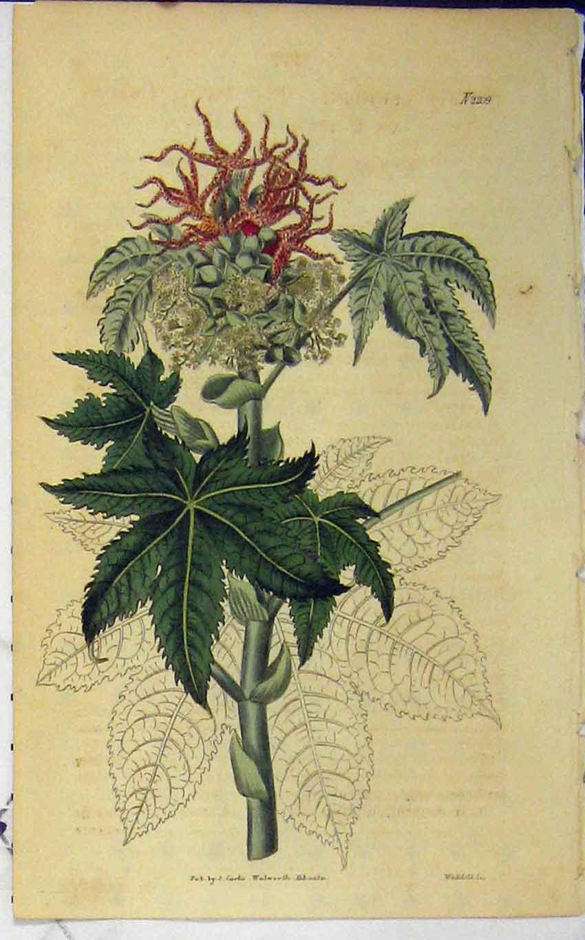 Original Old Antique Print 1821 Hand Coloured Flower Curtis Weddell N.2209 19th