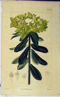 Original Old Antique Print Curtis Hand Coloured Flower 1822 Weddell N.2258 19th