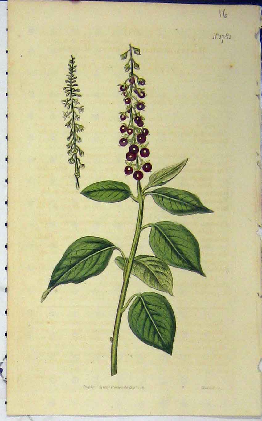 Original Old Antique Print *293 1815 Hand Coloured Flower Curtis Weddell N.1781