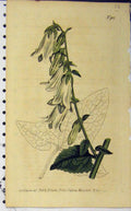 Old Antique Print Curtis Hand Coloured Flower 1806 Edwards Sansom N.912 19th