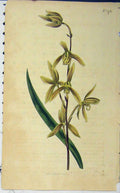 Original Old Antique Print 1815 Hand Coloured Flower Curtis Weddell Plate 1751