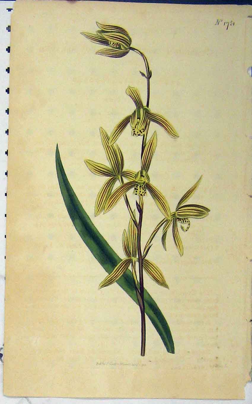 Original Old Antique Print 1815 Hand Coloured Flower Curtis Weddell Plate 1751