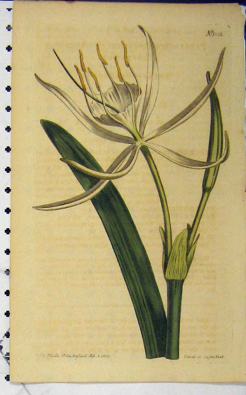 Old Antique Print 1808 Hand Coloured Flower Curtis Edward Sansom N.1032 19th