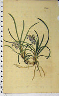 Original Old Antique Print Curtis 1827 Hand Coloured Flower Sansom N.1063 19th
