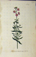 Original Old Antique Print 1793 Hand Coloured Flower Sansom N.217 Curtis 18th
