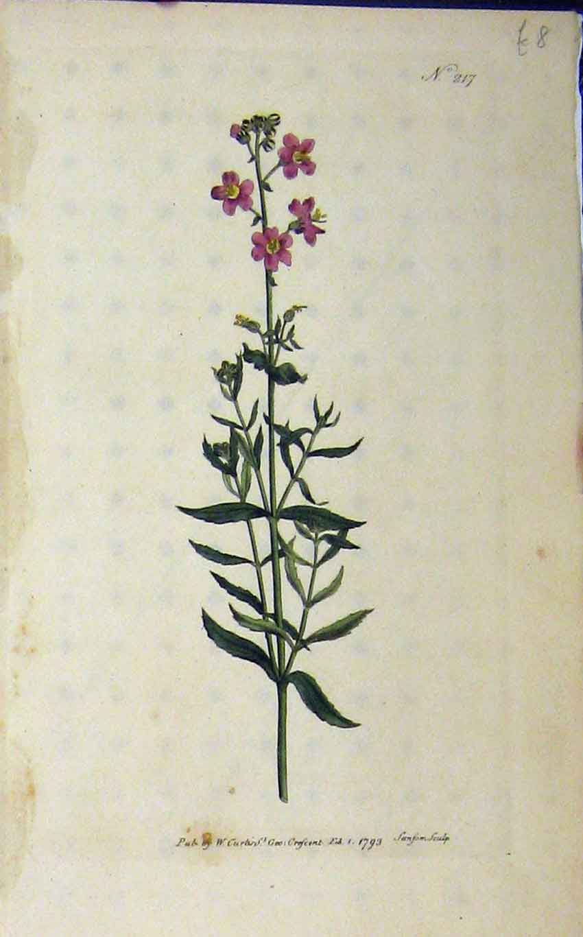 Original Old Antique Print 1793 Hand Coloured Flower Sansom N.217 Curtis 18th
