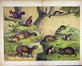 Original Old Antique Print Schubert Nature Rodents 1878 Colour Squirrel 19th