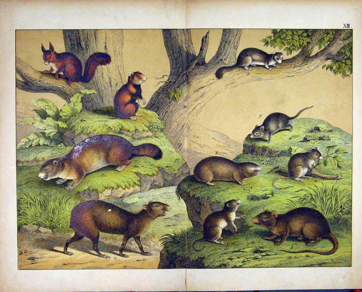 Original Old Antique Print Schubert Nature Rodents 1878 Colour Squirrel 19th