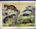 Original Old Antique Print 1878 Schubert Nature Fox Hedgehog Mole Vole Colour