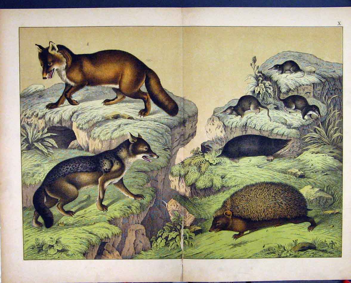 Original Old Antique Print 1878 Schubert Nature Fox Hedgehog Mole Vole Colour
