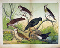 Original Old Antique Print Schubert Nature Wild Birds 1878 Chicks Colour 19th