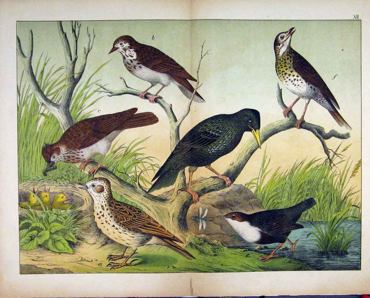 Original Old Antique Print Schubert Nature Wild Birds 1878 Chicks Colour 19th