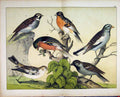 Original Old Antique Print 1878 Schubert Nature Wild Birds Colour Branches 19th