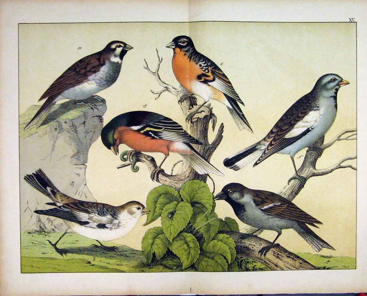 Original Old Antique Print 1878 Schubert Nature Wild Birds Colour Branches 19th