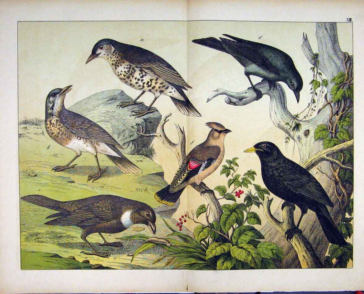 Original Old Antique Print 1878 Wild Birds Tree Branch Schubert Nature Colour
