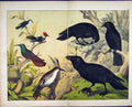 Original Old Antique Print Wild Birds Schubert Nature 1878 Eggs Branch Tree