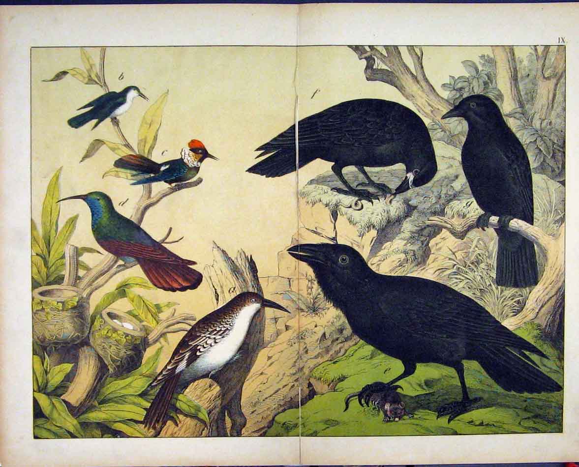 Original Old Antique Print Wild Birds Schubert Nature 1878 Eggs Branch Tree
