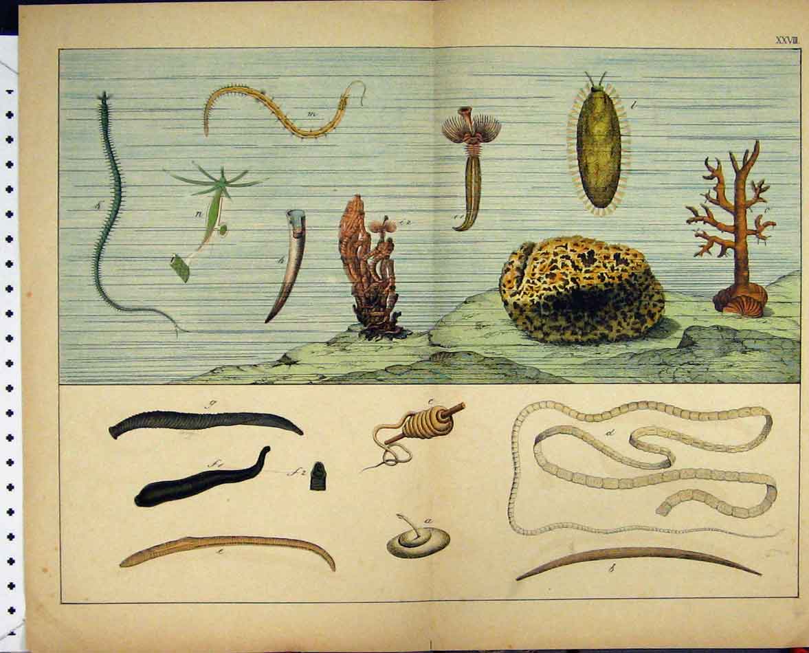 Original Old Antique Print Sea Creatures Schubert Nature 1878 Colour Drawings