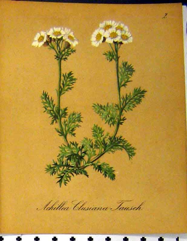 Original Old Antique Print 1879 Alpine Plants Seboth Achillea Clusiana Tausch
