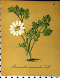 Original Old Antique Print Ranunculus Anemonoides Fahl Alpine Plant 1879 Seboth