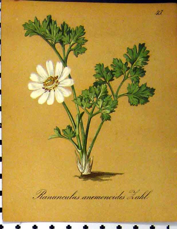 Original Old Antique Print Ranunculus Anemonoides Fahl Alpine Plant 1879 Seboth