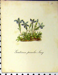 Original Old Antique Print Gentiana Pumila Alpine Plant Seboth 1879 Colour 19th