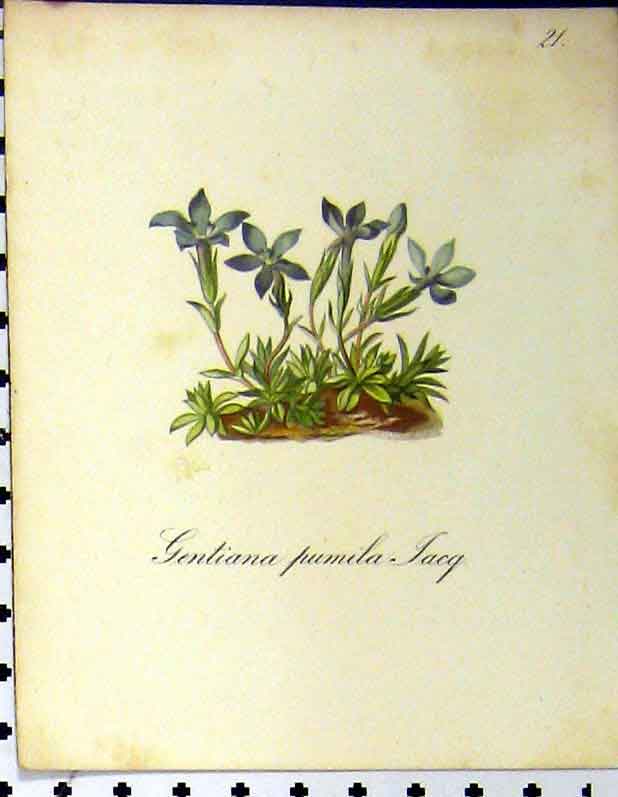Original Old Antique Print Gentiana Pumila Alpine Plant Seboth 1879 Colour 19th