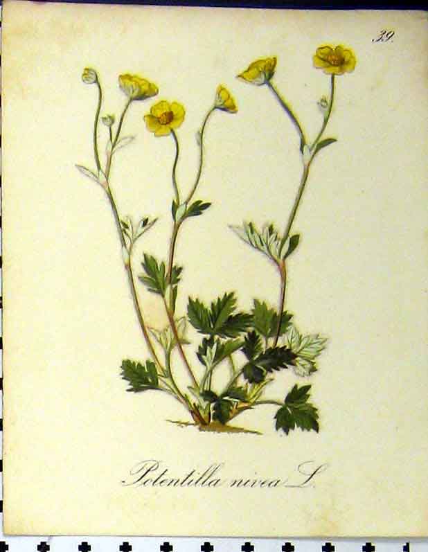 Original Old Antique Print Potentilla Nivea Alpinr Plant 1879 Colour Flower