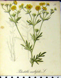 Old Antique Print Alpine Plants Potentilla Multifida 1879 Seboth Colour 19th