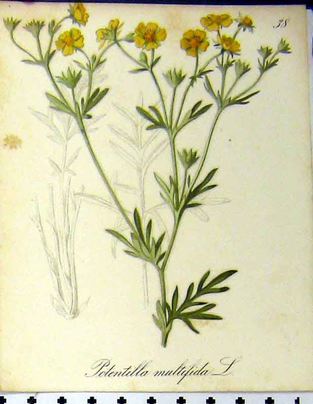 Old Antique Print Alpine Plants Potentilla Multifida 1879 Seboth Colour 19th
